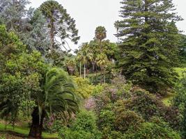 bela paisagem de verão com árvores e montanhas. foto