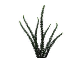folhas de pinheiro de aro ou folha de pinheiro da ilha norfolk em fundo branco foto