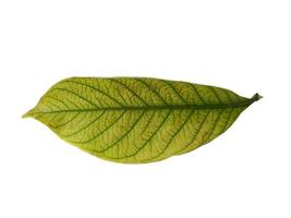 kacapiring ou gardênia augusta ou folhas de jasmim do cabo isoladas no fundo branco foto