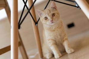 gato com cabeça inclinada dentro de casa. gato está olhando para a câmera. retrato de um gato com olhos amarelos. foto