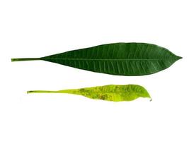 plumeria ou folhas de frangipani isoladas no fundo branco foto
