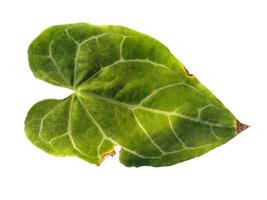 folha de antúrio crystallinum isolada no fundo branco. folhas verdes no fundo branco foto