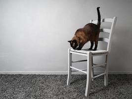 gato com medo de altura em pé na cadeira foto