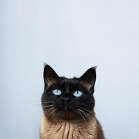 gato siamês olhando para cima para copiar o espaço foto