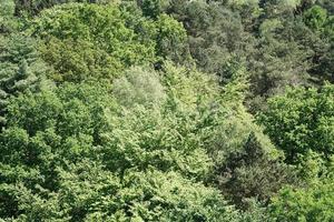 vista aérea da floresta mista alemã na primavera foto