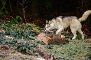 caminhada husky e corrida na floresta de outono, animal de estimação livre e feliz. foto