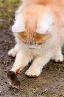 um predador vermelho faminto está brincando com uma toupeira, um gato pegou uma toupeira. foto