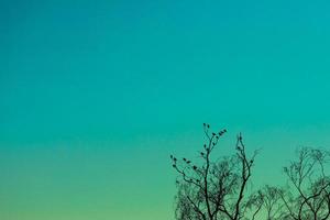 pássaros sentados no galho de árvore sob o céu turquesa foto