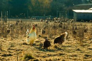 galo e galinhas em campo com grama seca foto