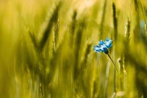 flor de milho azul em campo verde foto