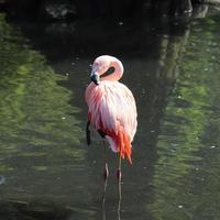 pássaro flamingo rosa colorido em uma vista de perto em um dia ensolarado de verão foto