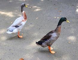 lindos patos correndo em um ambiente rural verde foto