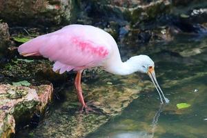 pássaro flamingo rosa colorido em uma vista de perto em um dia ensolarado de verão foto