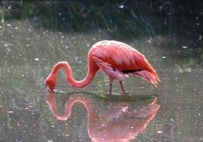 pássaro flamingo rosa colorido em uma vista de perto em um dia ensolarado de verão foto