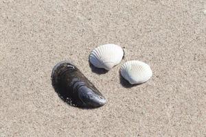 conchas na areia da praia no sol de verão - fundo de férias. foto