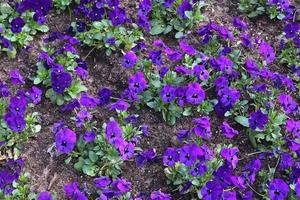 lindas flores em um jardim europeu em cores diferentes foto
