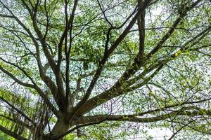 desfoque grande galho de árvore e folha para fundo verde natureza. foto