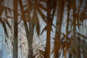 sombra de bambu abstrata no vidro fosco no período chuvoso à noite com holofotes do lado de fora. esta imagem parece clima fresco e mistério ou sensação de horror ao mesmo tempo. foto