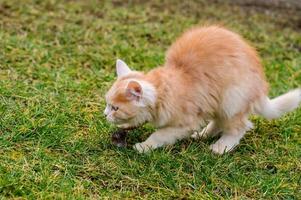 um gato vermelho pegou uma toupeira, um gato brincando com uma toupeira na grama, o campo e os animais e roedores.