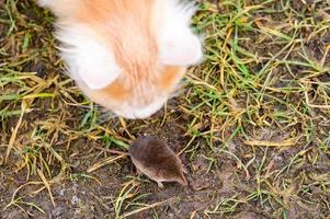 gatinho gengibre e branco com sua presa de um rato foto