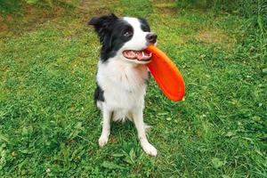 retrato ao ar livre de bonito engraçado cachorrinho border collie pegando brinquedo no ar. cachorro brincando com disco voador. atividade esportiva com cachorro no parque lá fora. foto