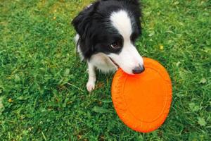 retrato ao ar livre de bonito engraçado cachorrinho border collie pegando brinquedo no ar. cachorro brincando com disco voador. atividade esportiva com cachorro no parque lá fora.
