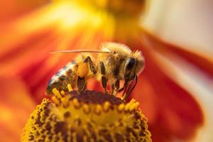 abelha coberta de pólen amarelo bebe néctar, flor polinizadora. primavera floral natural inspirador ou fundo de jardim florescendo de verão. vida de insetos, macro extrema close-up foco seletivo foto