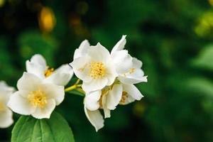 lindas flores de jasmim branco na primavera. fundo com arbusto de jasmim florido. jardim ou parque de florescência de primavera floral natural inspirador. design de arte de flores. conceito de aromaterapia. foto