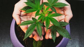 o cara está segurando folhas de planta de maconha medicinal. cannabis crescendo dentro de casa foto