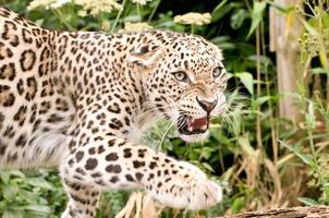 rosnando leopardo persa foto