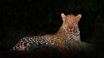 leopardo deitado na escuridão foto