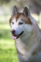 cão husky siberiano