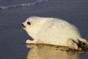 filhote de foca na praia