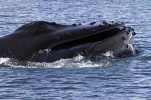 cabeça de baleia jubarte ao largo da costa da Antártica 1 foto