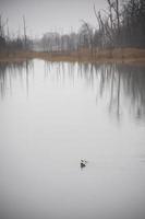 patos nadando em uma lagoa em um dia nublado foto