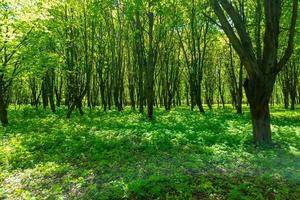floresta verde da manhã. tema primavera e verão. foto
