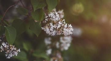 fragrância de primavera de lilás florescendo foto