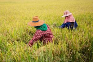 dois agricultores asiáticos colhendo arroz em casca orgânico na tailândia. foto