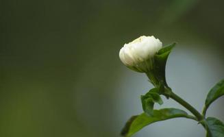 botões de jasmim branco sobre fundo verde liso. flores perfumadas. foto
