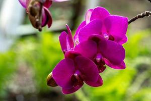 orquídea roxa florescendo em fundo verde primavera foto