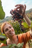 mulher jovem, colheita, uva