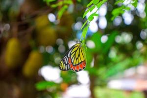 uma borboleta colorida na folha com belo bokeh de fundo. foto