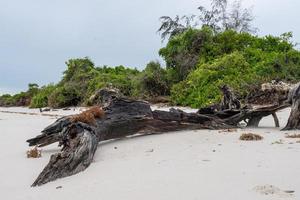 praia tropical com rochas, vegetação exuberante na ilha de pemba foto