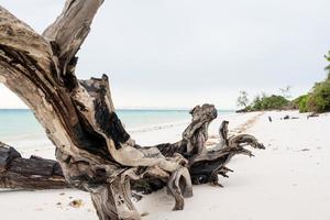 praia tropical com rochas, vegetação exuberante na ilha de pemba foto