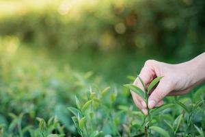 foto aproximada da mão de um agricultor colhendo folha de chá da árvore e colocada em uma cesta de bambu na plantação de chá