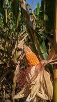 uma imagem de foco seletivo de espiga de milho no campo de milho orgânico. foto