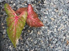 caladium bicolor grande planta leafes colorido e variegetad foto