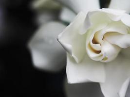 gardênia closeup e doce flor branca de jusmim foto