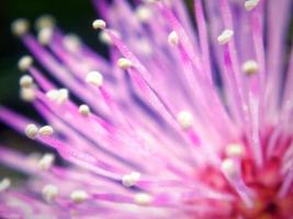 mimosa nuttallii, a planta de noz briar sensível, é uma leguminosa herbácea perene na subfamília mimosoideae nativa da região central dos Estados Unidos. foto