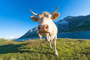 vaca em pastagem alpina alta nos Alpes suíços foto